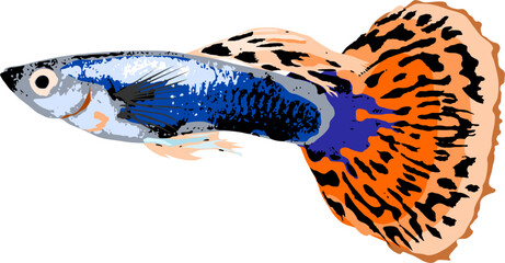 Vector of a guppy fish - obrazy, fototapety, plakaty