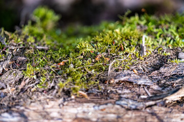 Macro Garden tiny garden ecosystem with a space for title at the bottom