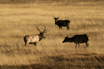 Bull elk in Rocky Mountain National Park