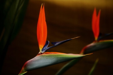 Bird of Paradise flower