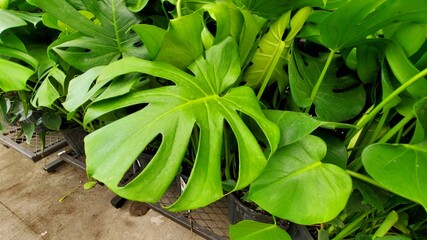 Philodendron leaves, cropped downward shot