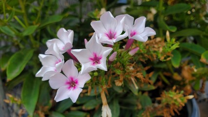 Obraz premium Six blooming white garden phlox flowers planted in a pot