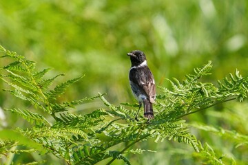 大急ぎで餌を咥えて巣に戻る子育て中のキビタキ オス＠蓼科、長野