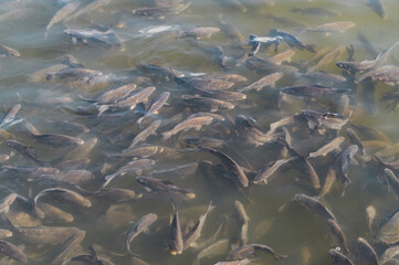 Industrial fish farming. School of fish in the water	
