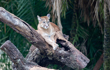 Puma or cougar lying on a tree trunk with rainforest vegetation in the background. selective focus