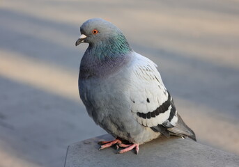 Common pigeon in the park.