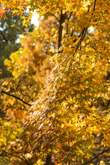 대한민국 경기도 과천 가을 단풍 풍경