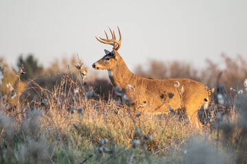 White-tailed Deer standing in field