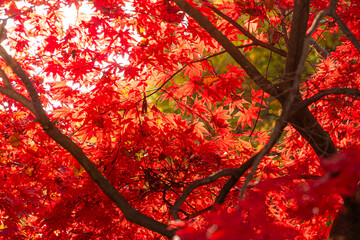대한민국 경기도 과천 가을 단풍 풍경