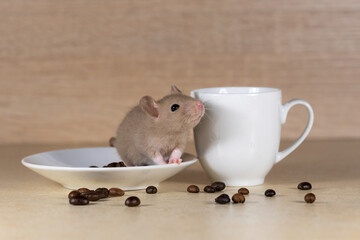 Decorative rat and coffee beans.
