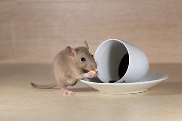 Cute rat and a cup with coffee grounds.
