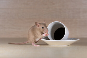 Little rat and overturned cup with coffee grounds.