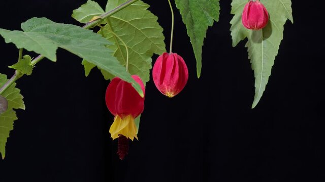 Time lapse of blooming Abutilon megapotamicum or Flowering Maple shrub, with red yellow fresh flowers. Callianthe megapotamica or Trailing Abutilon is popular, ornamental, mallow family, Malvaceae.