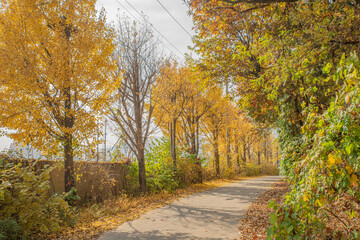 Obraz premium 가을 풍경