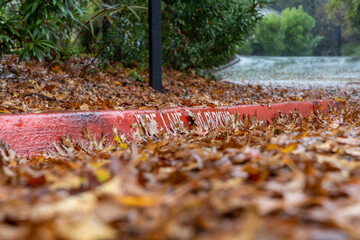autumn leaves on the road