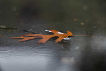 leaf in rain pudle 