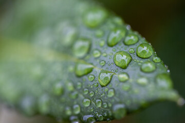 water drops on green leaf