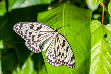 white nymph butterfly (Idea leuconoe) is a butterfly known especially for its presence in butterfly houses and live butterfly expositions.
It is of Southeast Asian origin.