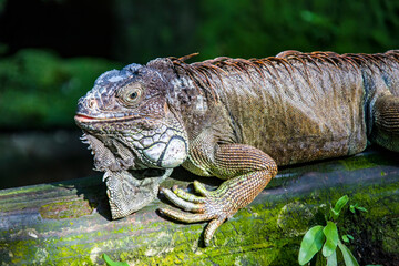 The Red Iguana(Iguana iguana) closeup image. 
it actually is green iguana, also known as the American iguana, is a large, arboreal, mostly herbivorous species of lizard of the genus Iguana.