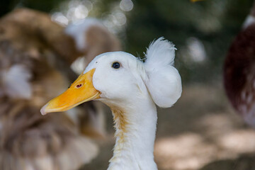 The  white Crested is a breed of domestic duck. It was probably brought to Europe from the East Indies by Dutch ships.
The crest is large and well centered on top of the skull.