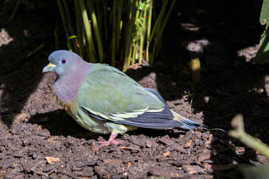 The pink-necked green pigeon(Treron vernans) stands on the branch.
It is a medium-sized pigeon with predominantly green plumage; only the male has the pink neck that gives the species its name.