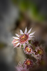 Close up shot of Sempervivum flower on a succulent plant