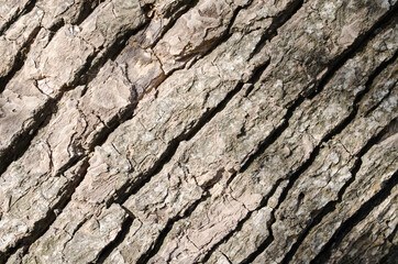 Tree trunk bark closeup.