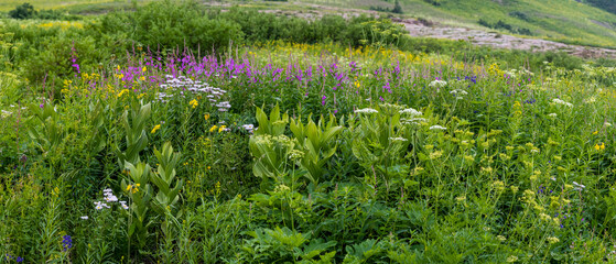 Panoramic view of wild flowering plants in the meadow
