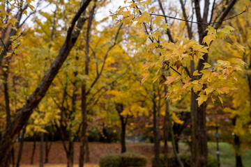 The scenery of the park where autumn rain and maple leaves fall
