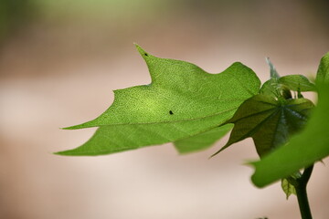 green leaf on a tree