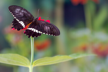 A brown butterfly perched on a red zinnia flower, with a plant background and bright sunlight, copy space
