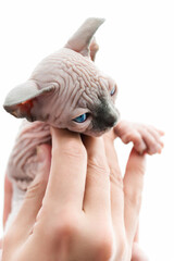 Doctor hands tenderly holding kitten of Canadian Sphynx Cat white with blue mink color on white background. Point of view shot