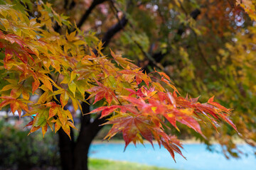 The scenery of the park where autumn rain and maple leaves fall