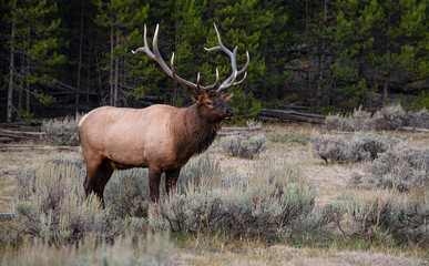 Bull Elk 4