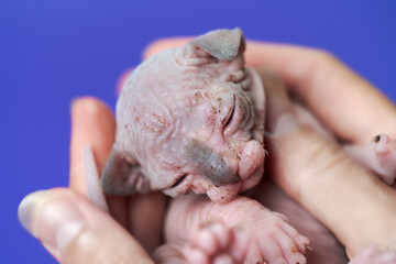 Portrait of soundly sleeping hairless female Sphinx kitten of blue and white color. Baby cat at age of two weeks old is carefully supported by fingers of woman. Soft and selective focus on foreground.