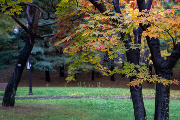 The scenery of the park where autumn rain and maple leaves fall