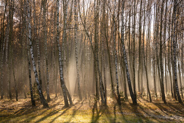 forest-lake-autumn-leaves-frost-jaworzno-poland-polska