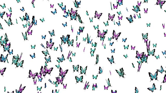 Many colorful butterflies flying in air on white background. Nature concept.  Butterfly flapping. Illustration of insects. Loop animation.