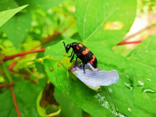 bug on a leaf