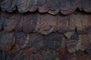 Fototapeta na wymiar An announcement board that is made of dry Teak leaf, Northern of Thailand