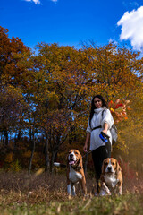 A young beautiful girl walks in the autumn forest with two active beagle dogs.