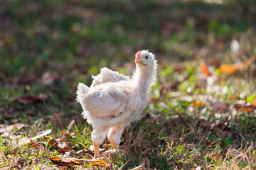 秋の野原で遊んでいるヒヨコの姿