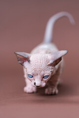 Portrait of young Canadian Sphynx Cat of color chocolate mink and white standing. Age of kitten with blue eyes is 7 weeks. Front view. Studio shot on brown background
