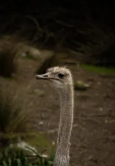 Foto auf Acrylglas portrait of an ostrich © Kishan