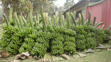 Lots of green banana kept on backyard before selling wholesale in market of Bangladesh