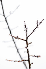 Fototapeta na wymiar Icy red berries on the background of nature. The first frost in the village.