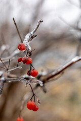 Icy red berries on the background of nature. The first frost in the village.