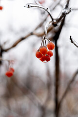 Icy red berries on the background of nature. The first frost in the village.