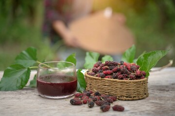 Fresh Mulberry fruit in Cabbage Mulberry leaves and hands pour mulberry juice into a glass, placed on a wooden floor, an agricultural orchard is harvested.