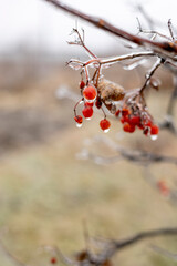 Icy red berries on the background of nature. The first frost in the village.